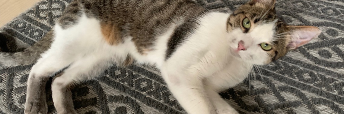 Kat(of)kindje | moeze