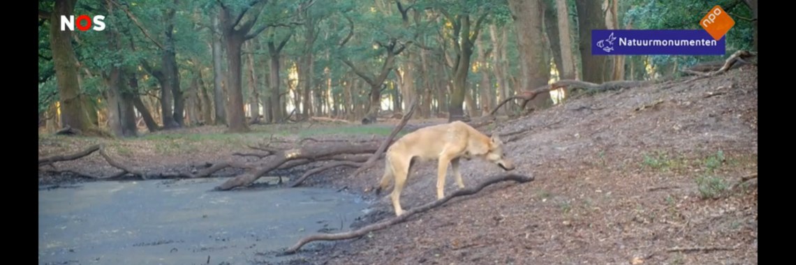 Wolf Veluwe | moeze