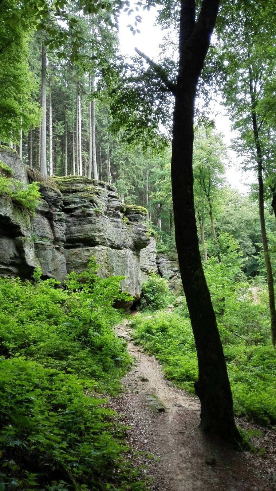 Wandelgebied in luxemburg - Yoors