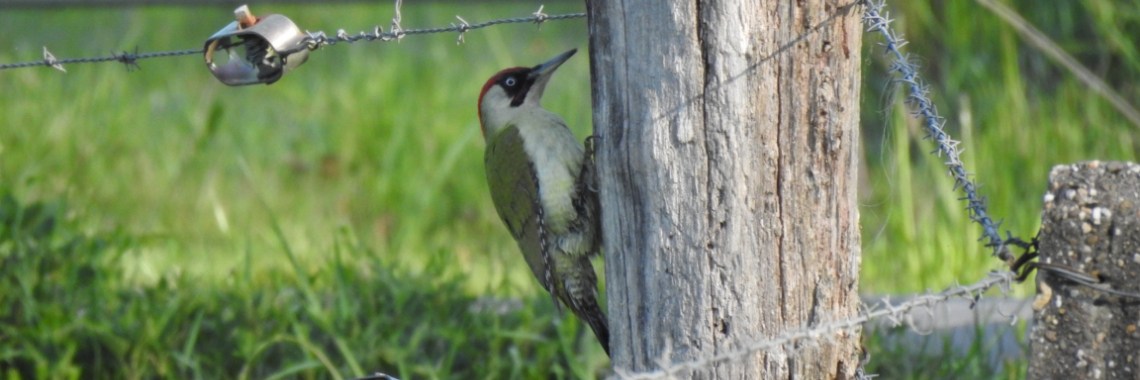 Op de Twentse wegen. | Enschedekiektmee