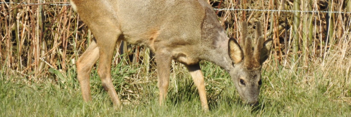 A pair of roe | Enschedekiektmee