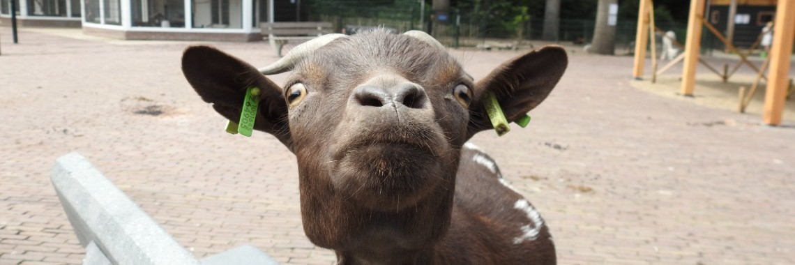 Erve het Wooldrik. | Enschedekiektmee