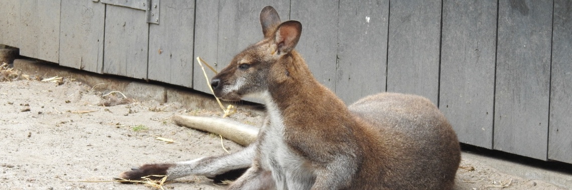 Skippy en Dippy | Enschedekiektmee