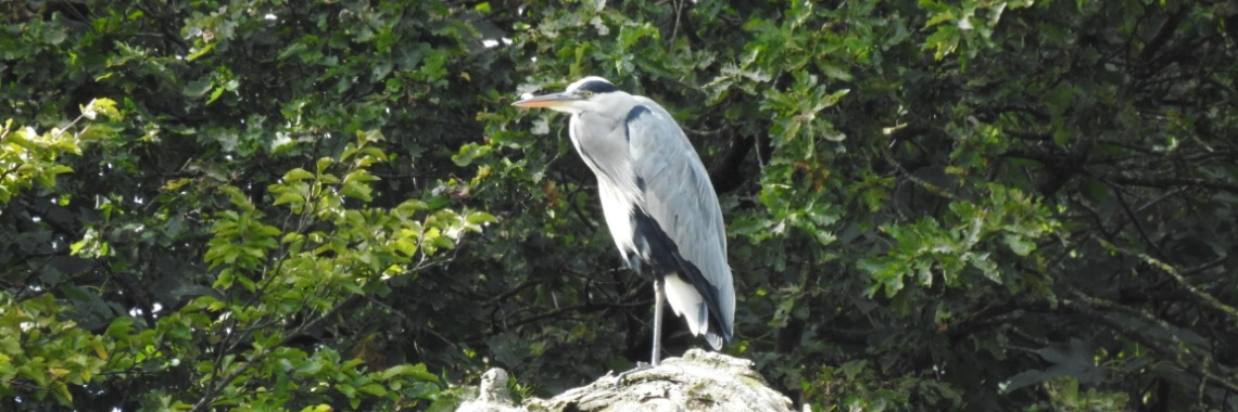 Zoek de reiger. | Enschedekiektmee