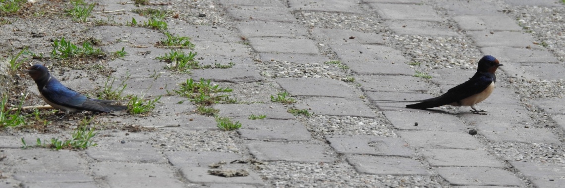 Zwaluwen. | Enschedekiektmee