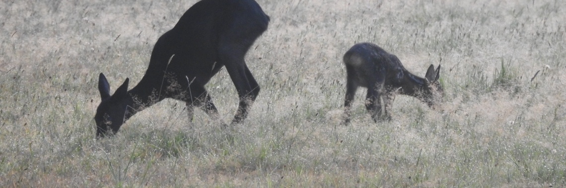 Zwarte ree met kalf. | Enschedekiektmee