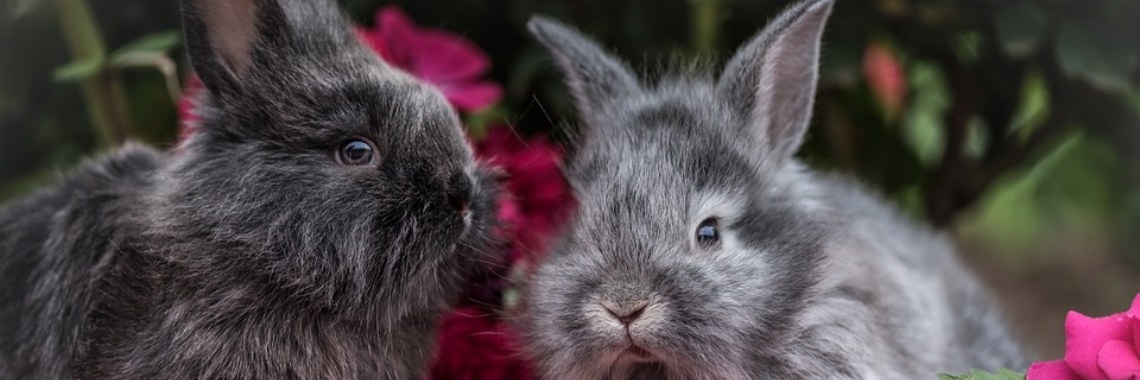 Giftige planten voor konijnen (Delen = ♥) | Sabrina Mols