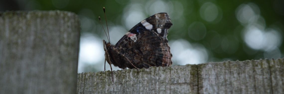 Juni uitdaging klein geluk | Sabrina Mols