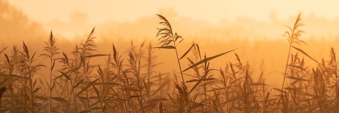 Laatste zomerdagen | Sabrina Mols