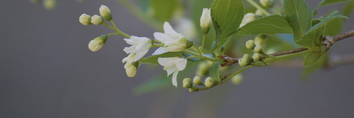 Lente in onze tuin | Sabrina Mols