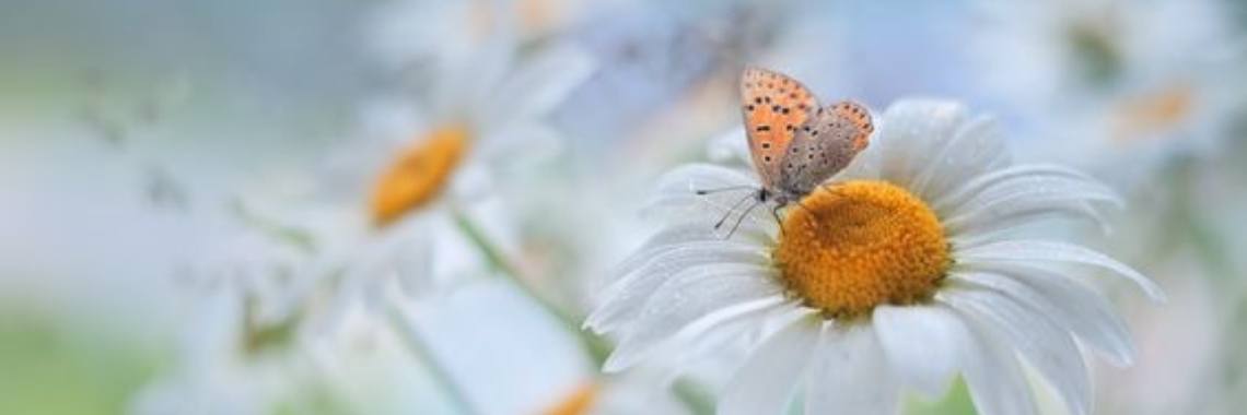 Passie voor vlinders | Sabrina Mols