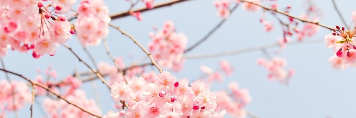 Vleugje lente | Sabrina Mols