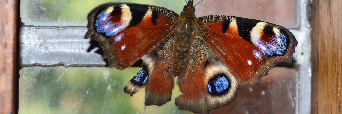 Lieve vrije vrijheid | Sabrina Mols