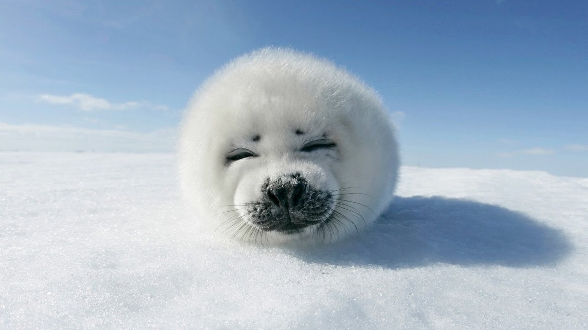 Omhoog gaan Een hekel hebben aan Definitief Thema cute: baby zeehond