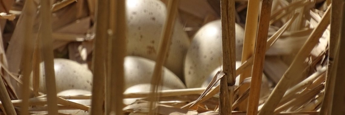 bewoners van tilburg | hollanderke