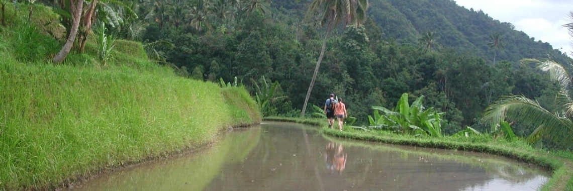 Rice fields in northern Bali | Dewaputra