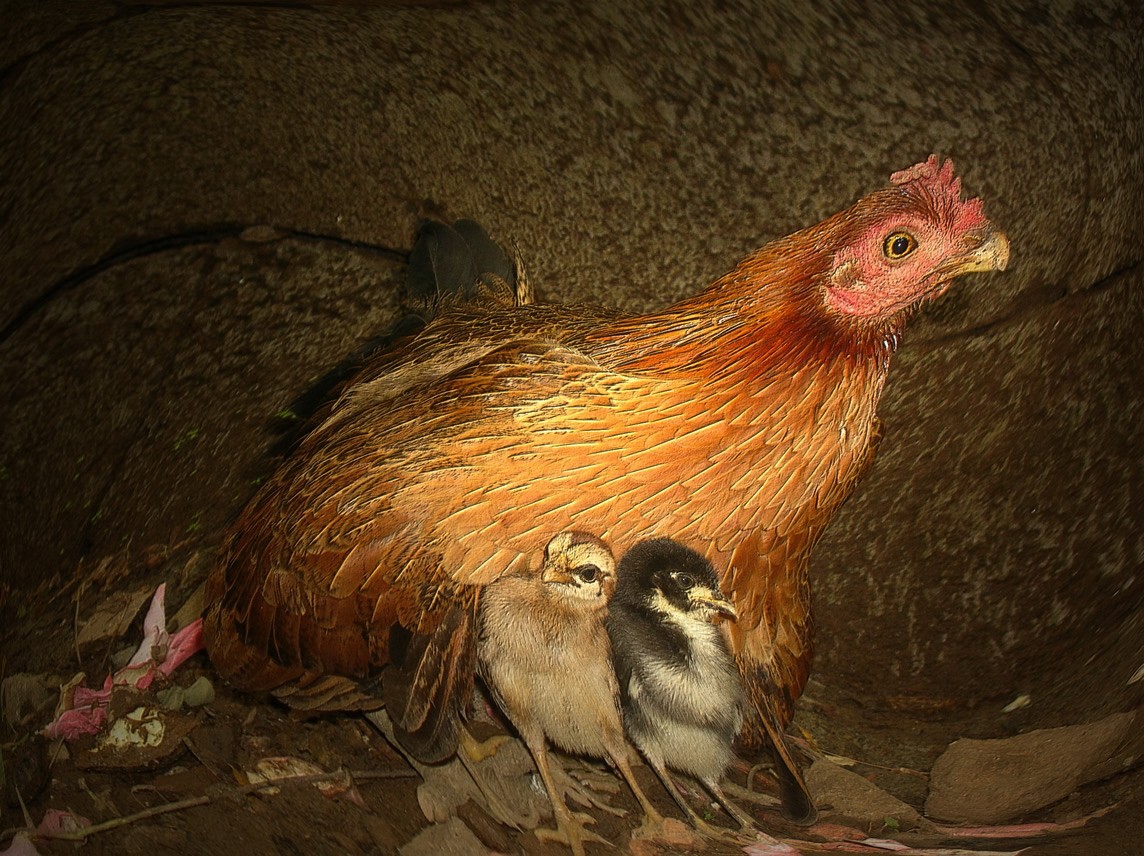 Kip met kuikens | Dewaputra