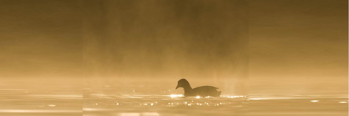 Een tamme meerkoet | Dewaputra