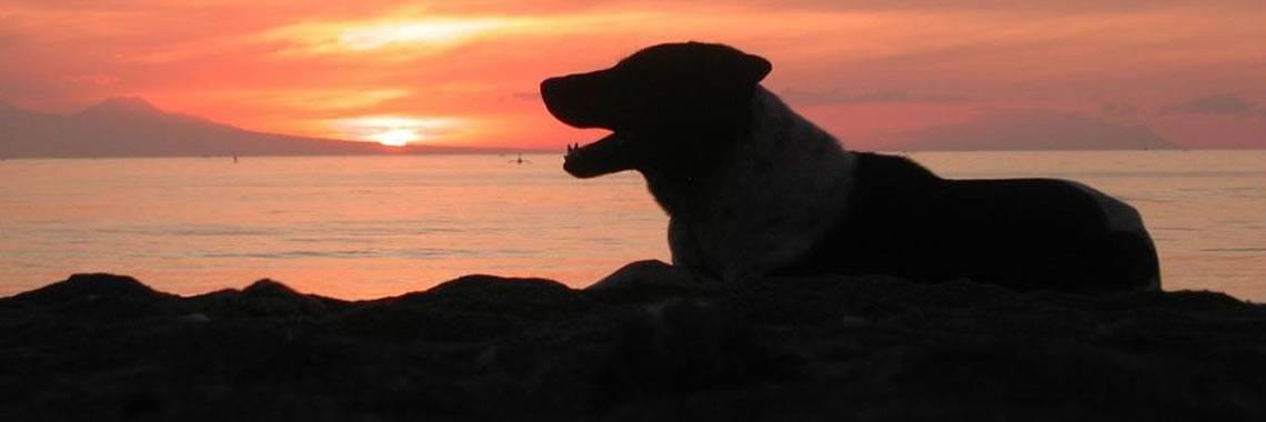 Beach dog | Dewaputra