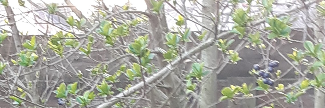 Een ode aan mijn prachtige staak | Rachel