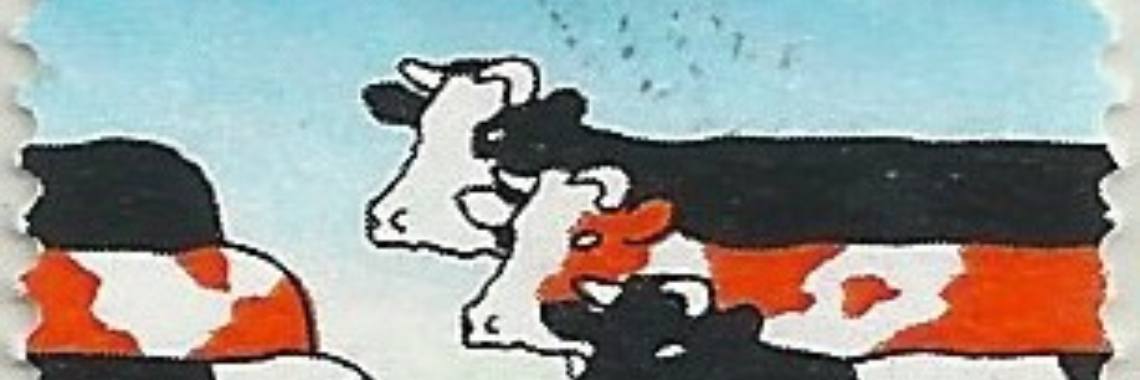 Koeien zijn heilig; behandel ze met respect | Rachel