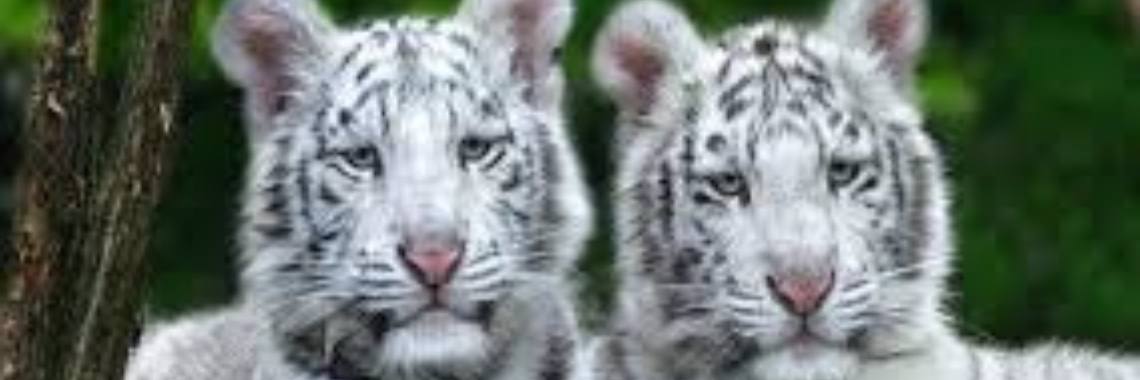 Mijn lievelingsdier: De witte tijger | MarviL