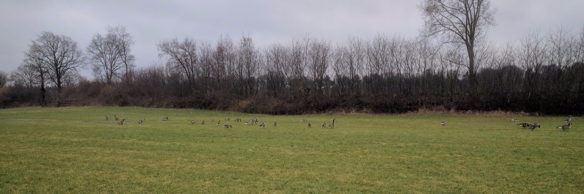 Almens ommetje | Hans van Gemert