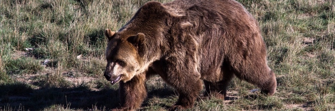 De beer is los | Hans van Gemert