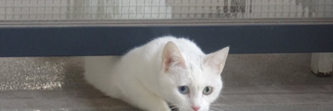 The Vegetarian | Hans van Gemert