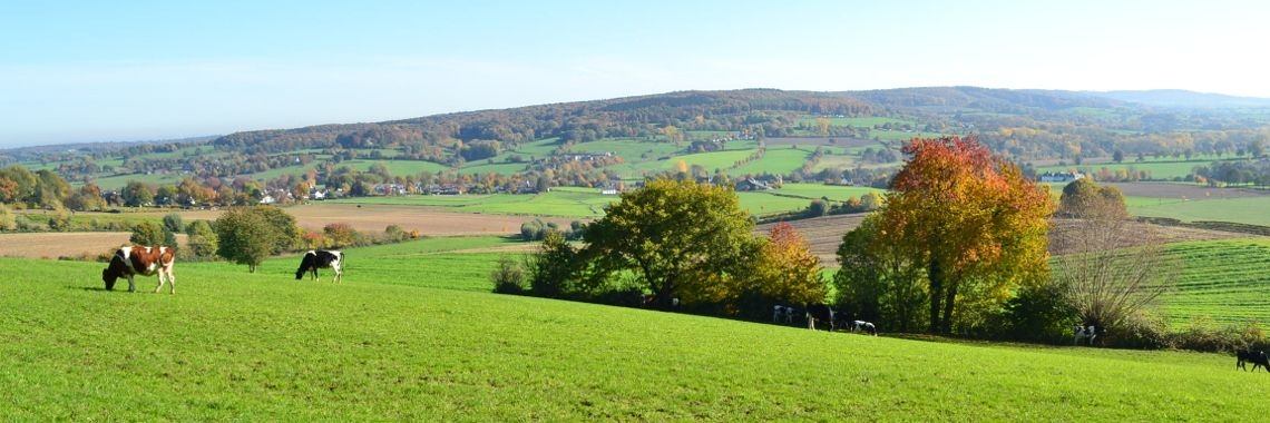 De wereld van de kniemannetjes | Hans van Gemert
