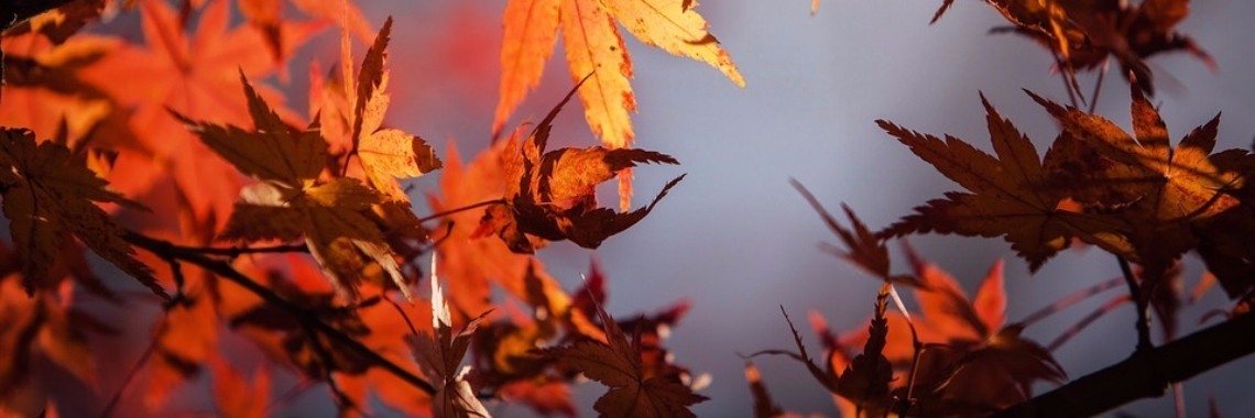 Dwarrelen bij opa | Hans van Gemert