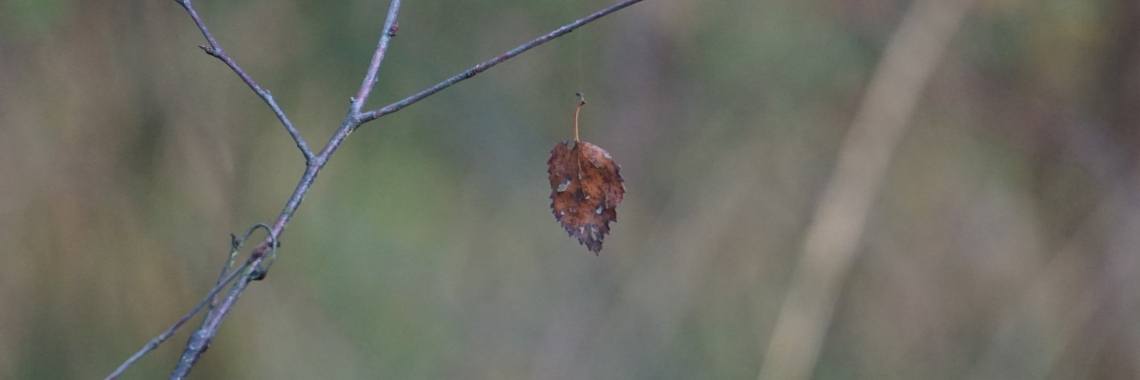 Dwarrelend blaadje (e.d.i.t) | Hans van Gemert
