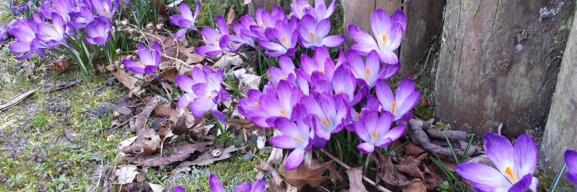 Haiku: Lentestreling | Hans van Gemert