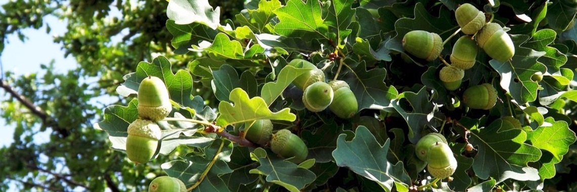 Herfst-elfje | Hans van Gemert