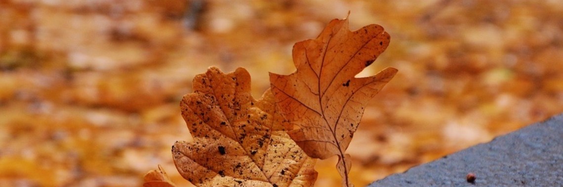 Het laatste blaadje | Hans van Gemert