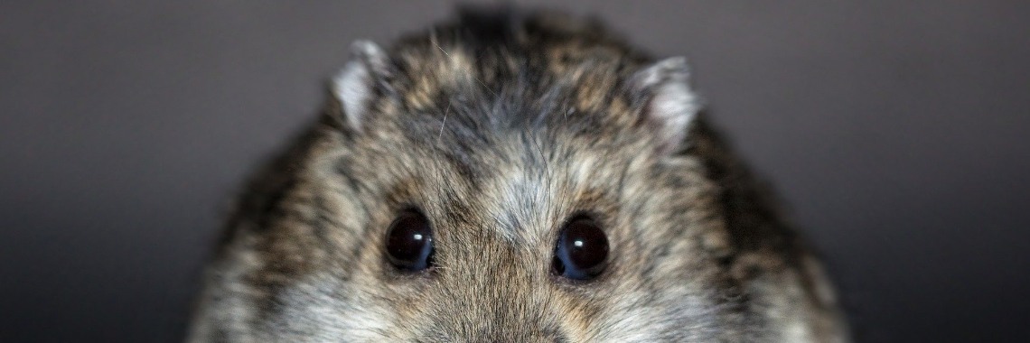 Ieder voor zich | Hans van Gemert