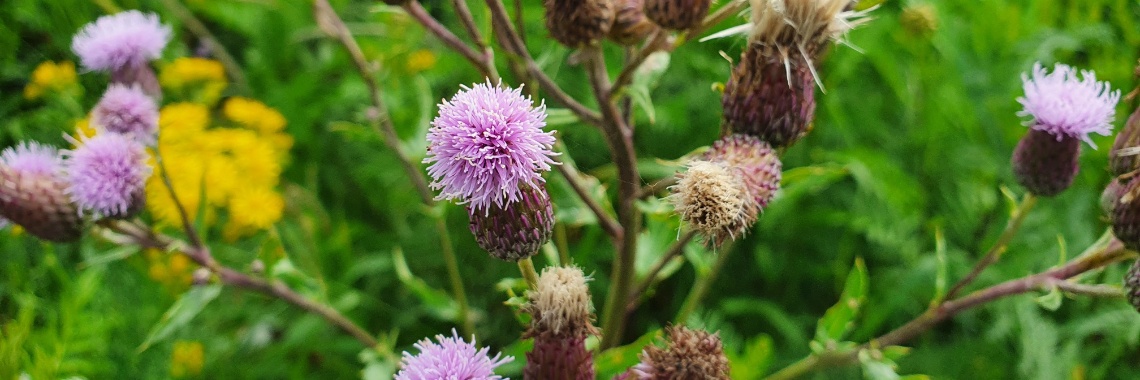 Ik | Hans van Gemert