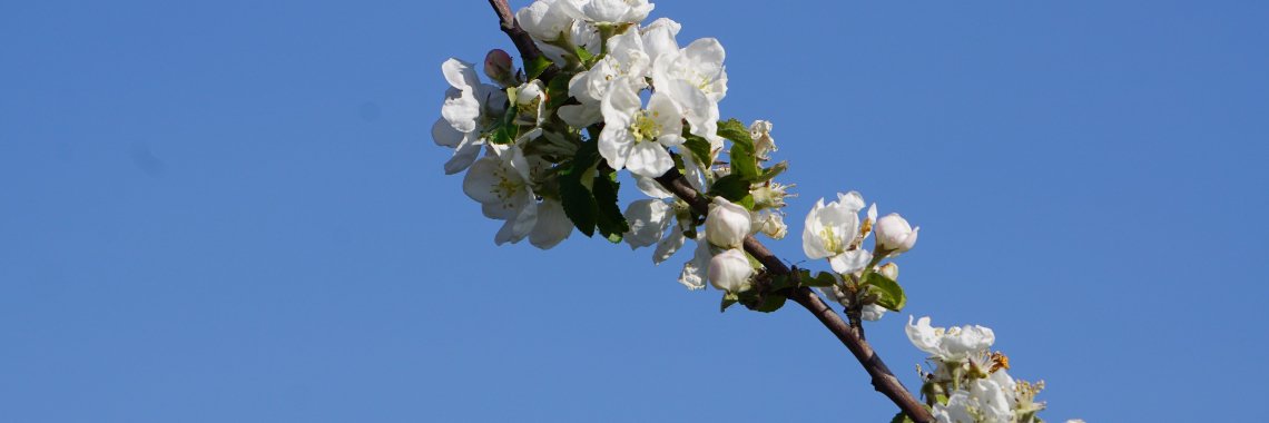 Spring Blossom | Hans van Gemert