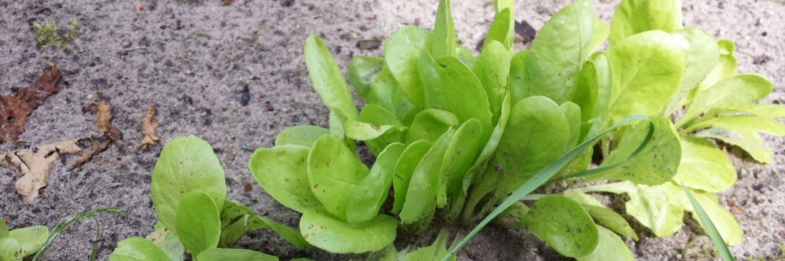 Mijn moestuin | Hans van Gemert