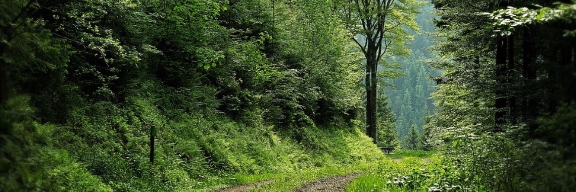 Naar de vrijheid | Hans van Gemert