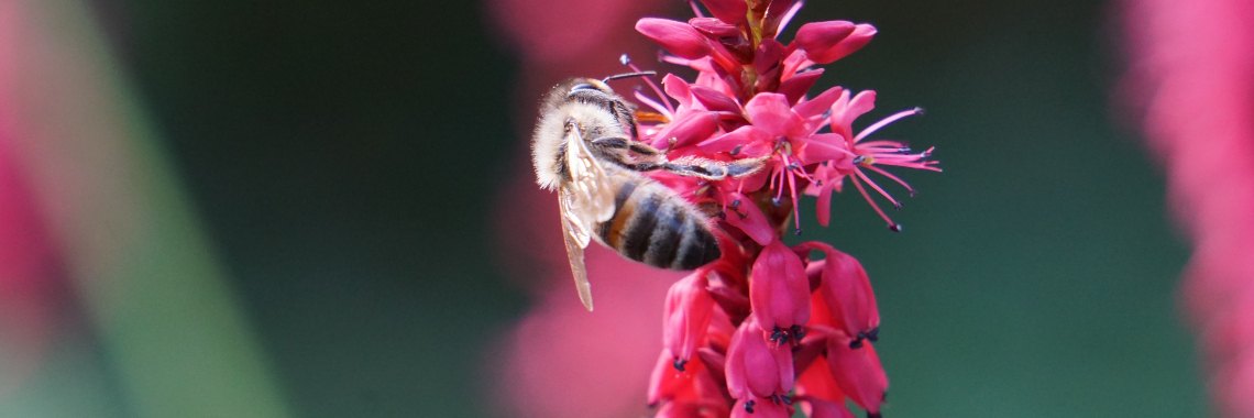 Nog meer beestjes en zo... | Hans van Gemert