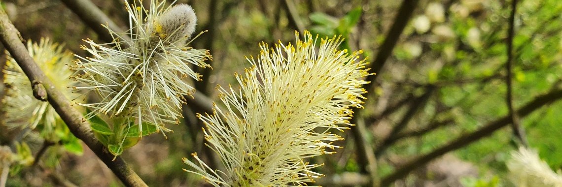 More kittens | Hans van Gemert