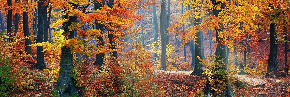 Oerwoud | Hans van Gemert