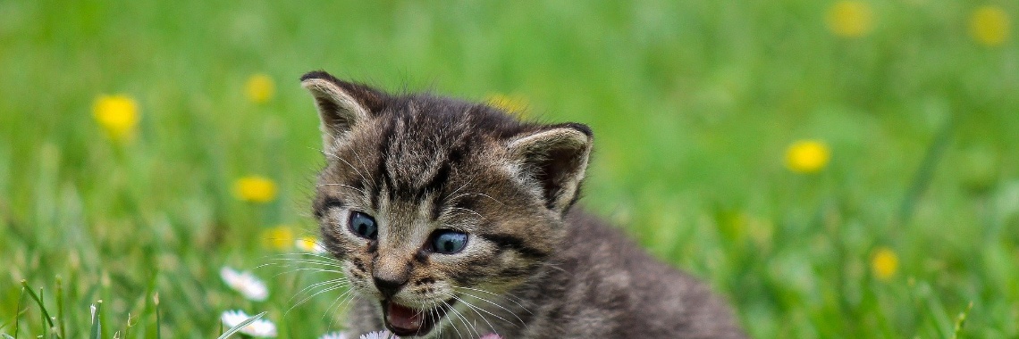 Of ik van katten houd? | Hans van Gemert