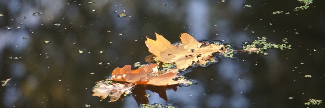 Op het water (e.d.i.t.) | Hans van Gemert