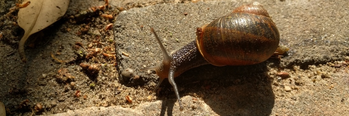 Slakkie Slak | Hans van Gemert