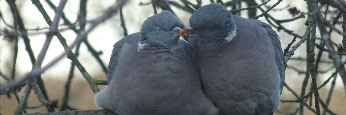 Beak | Hans van Gemert