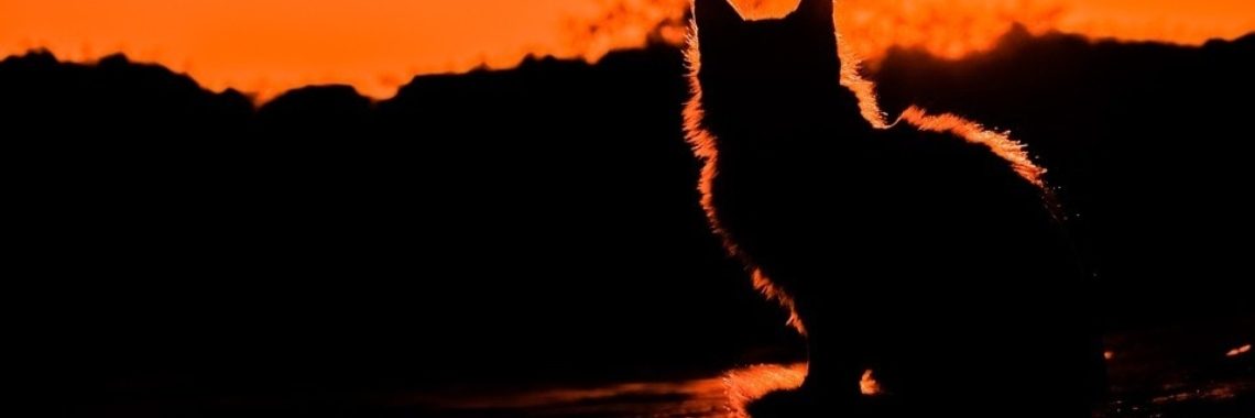 Wat is dat voor een beest? | Hans van Gemert