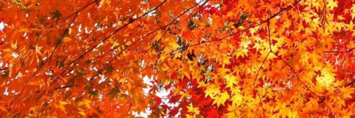 10 tips voor een herfst- en winter interieur | Bosslady