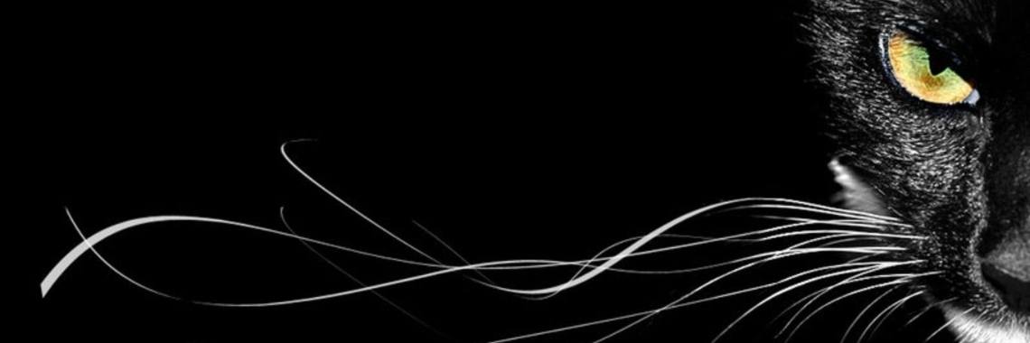 Liefde voor katten; mijn lieve Poekie | Bosslady